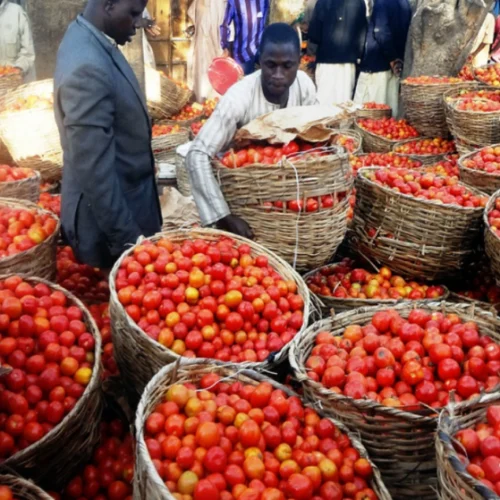 Pepper and tomatoes